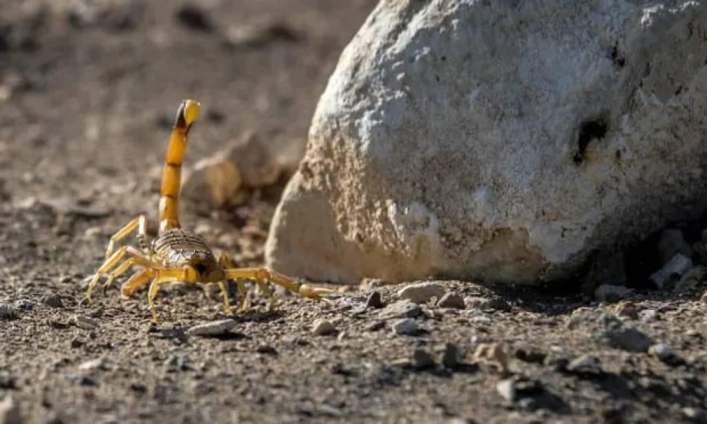 В Египте свыше 500 человек были ужалены скорпионами